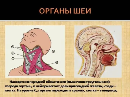 Комок в горлі при ковтанні - небезпечний симптом (грудку) Комок в горлі при ковтанні - небезпечний симптом