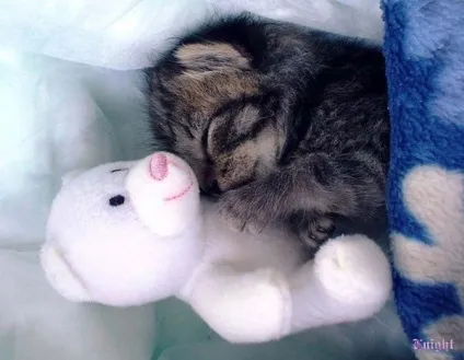 Котячі ніжності! Все бігом на обнімашкі - кішки шоу (ніжності) Котячі ніжності! Все бігом на обнімашкі - кішки шоу
