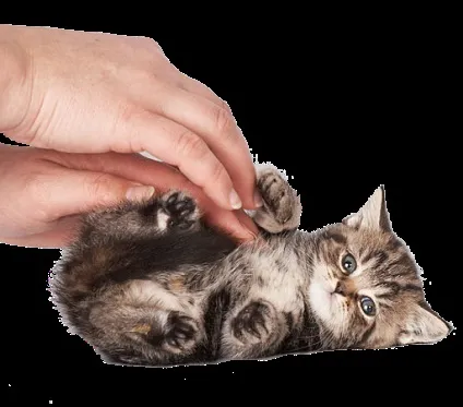 котячі ніжності