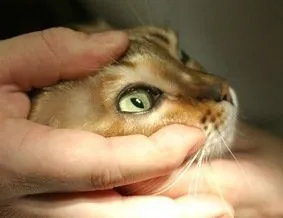 Косоокість у кішок, статті