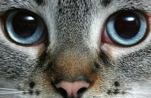 Косоокість у кішок, статті