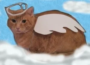 Костюм кішці на Хеллоуїн