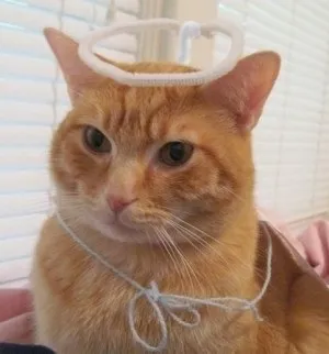 Костюм кішці на Хеллоуїн