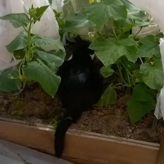 Коти люблять огірки