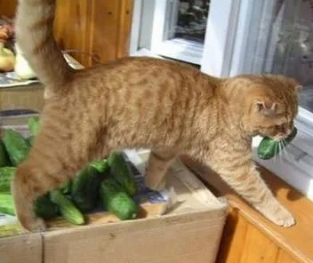 Коти люблять огірки