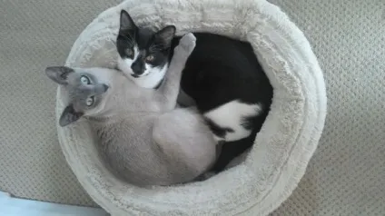 Котячі ніжності! Все бігом на обнімашкі - кішки шоу (ніжності) Котячі ніжності! Все бігом на обнімашкі - кішки шоу