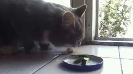 Коти люблять огірки
