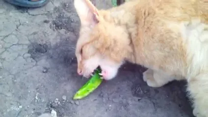 Коти люблять огірки