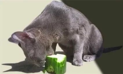 Коти люблять огірки