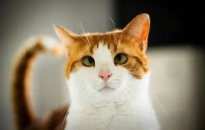 Косоокість у кішок, статті