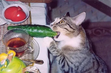 Коти люблять огірки