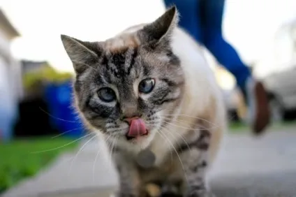 Косоокість у кішок, статті