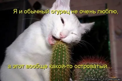 Коти люблять огірки