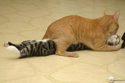 Котячі ніжності! Все бігом на обнімашкі - кішки шоу (ніжності) Котячі ніжності! Все бігом на обнімашкі - кішки шоу