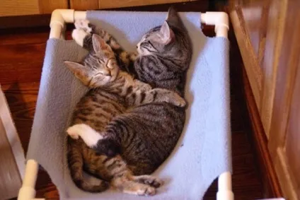 Котячі ніжності! Все бігом на обнімашкі - кішки шоу (ніжності) Котячі ніжності! Все бігом на обнімашкі - кішки шоу