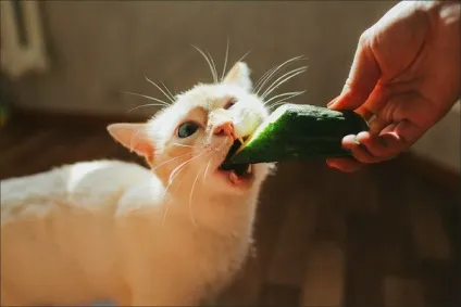 Коти люблять огірки
