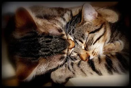 Котячі ніжності! Все бігом на обнімашкі - кішки шоу (ніжності) Котячі ніжності! Все бігом на обнімашкі - кішки шоу