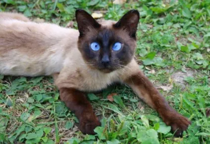 Косоокість у кішок, статті
