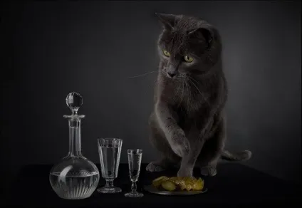 Коти люблять огірки