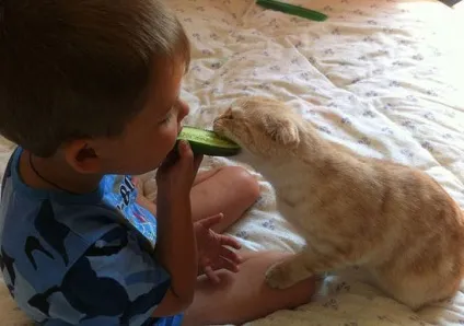 Коти люблять огірки
