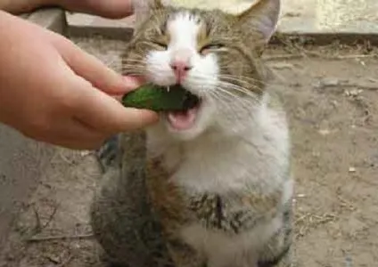 Коти люблять огірки