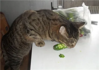 Коти люблять огірки