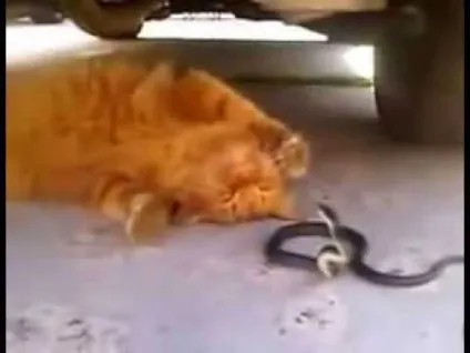 Коти захищають своїх господарів, рудий кіт (коти захищають своїх господарів інтернет зоомагазин в Одессае) Коти захищають своїх господарів, рудий кіт