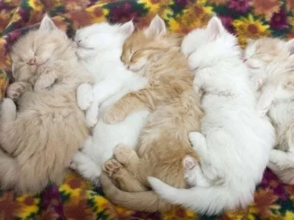 Котячі ніжності! Все бігом на обнімашкі - кішки шоу (ніжності) Котячі ніжності! Все бігом на обнімашкі - кішки шоу