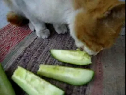 Коти люблять огірки