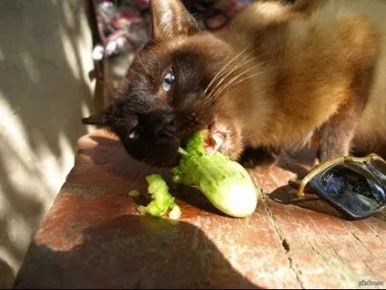 Коти люблять огірки
