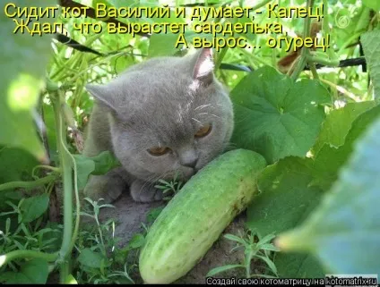 Коти люблять огірки