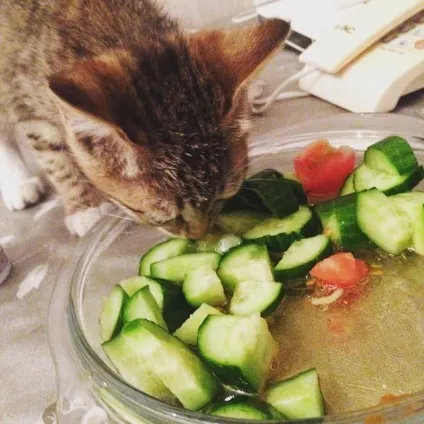 Коти люблять огірки