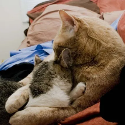 Котячі ніжності! Все бігом на обнімашкі - кішки шоу (ніжності) Котячі ніжності! Все бігом на обнімашкі - кішки шоу