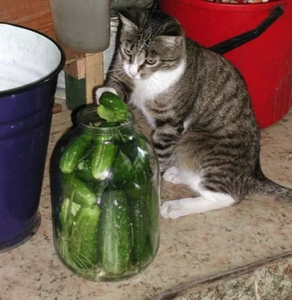 Коти люблять огірки
