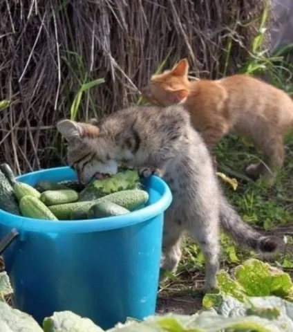 Коти люблять огірки