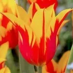 Купити насіння огірок салатний ароматний (салатний) Купити насіння огірок салатний ароматний