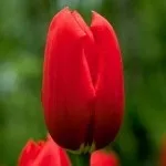 Купити насіння огірок салатний ароматний (огірок) Купити насіння огірок салатний ароматний