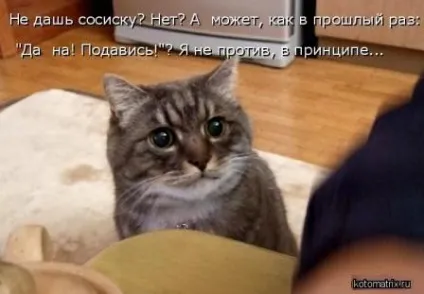 Куряча печінка в сметані на сковороді (печінка) Куряча печінка в сметані на сковороді