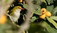 З чого складається французький франк (франк) З чого складається французький франк