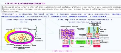 Кафедра мікробіології, вірусології та імунології УМКД, стоматологія (стоматологія) Кафедра мікробіології, вірусології та імунології УМКД, стоматологія