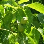 Лікування болю в вухах народними засобами - краплями, компресами, прогреванием (болі) Лікування болю в вухах народними засобами - краплями, компресами, прогреванием
