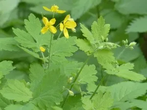 Лікування поліпів в носі чистотілом рецепти народної медицини (носі) Лікування поліпів в носі чистотілом рецепти народної медицини
