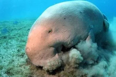 Ламантин або морська корова