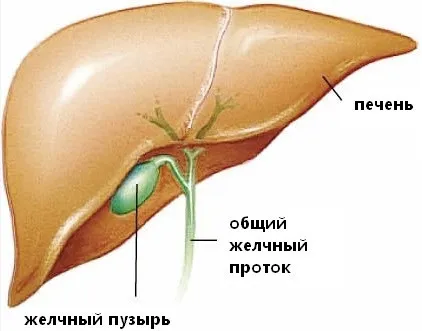 Лікування дискінезії жовчовивідних шляхів, найголовніше (дискінезії) Лікування дискінезії жовчовивідних шляхів, найголовніше