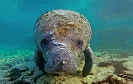 Ламантин або морська корова