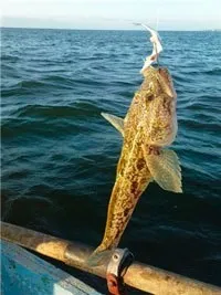 Ловля бичка на азовському і чорному морі, річках Дніпро і волга (ловля бичка) Ловля бичка на азовському і чорному морі, річках Дніпро і волга