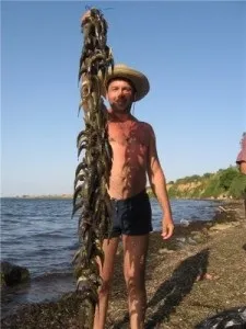 Ловля бичка на азовському і чорному морі, річках Дніпро і волга (азовському) Ловля бичка на азовському і чорному морі, річках Дніпро і волга