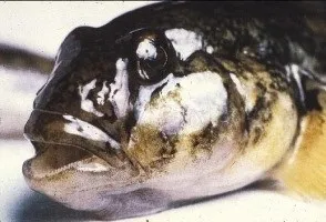 Ловля бичка на азовському і чорному морі, річках Дніпро і волга (бичка) Ловля бичка на азовському і чорному морі, річках Дніпро і волга