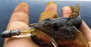 Ловля бичка на азовському і чорному морі, річках Дніпро і волга (бичка) Ловля бичка на азовському і чорному морі, річках Дніпро і волга