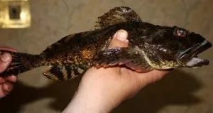 Ловля бичка на азовському і чорному морі, річках Дніпро і волга (море) Ловля бичка на азовському і чорному морі, річках Дніпро і волга